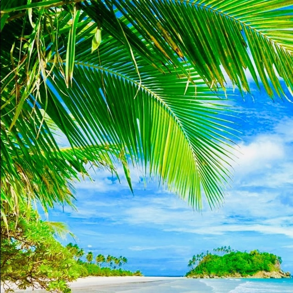 🌴🌸🐬🌴🌸🐬🌴🌸🐬🌴🌸🐬🌴🌸🐬🌴 - Picture 13 of 13
